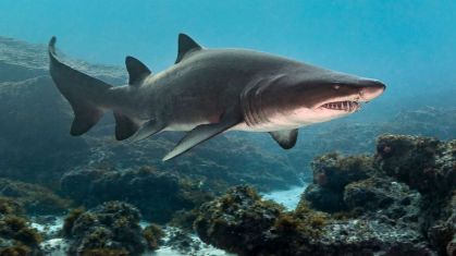 The shark lateral thinking puzzle